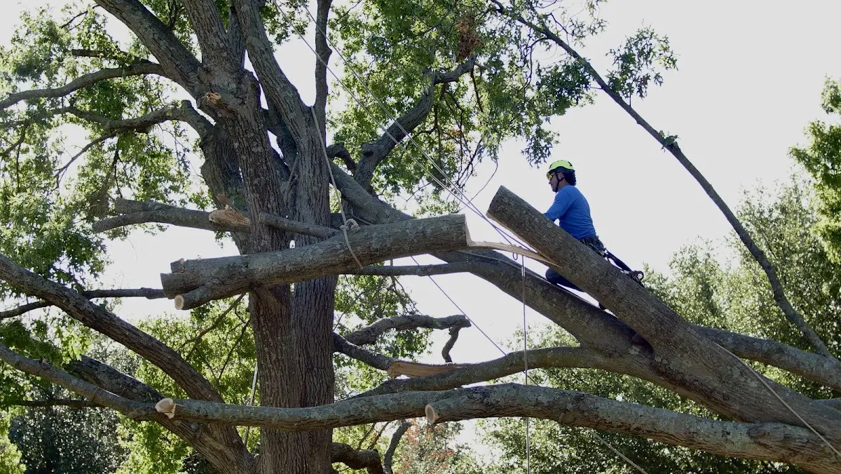 Professional Hazardous Tree Removal performed by certified arborists in Summerville